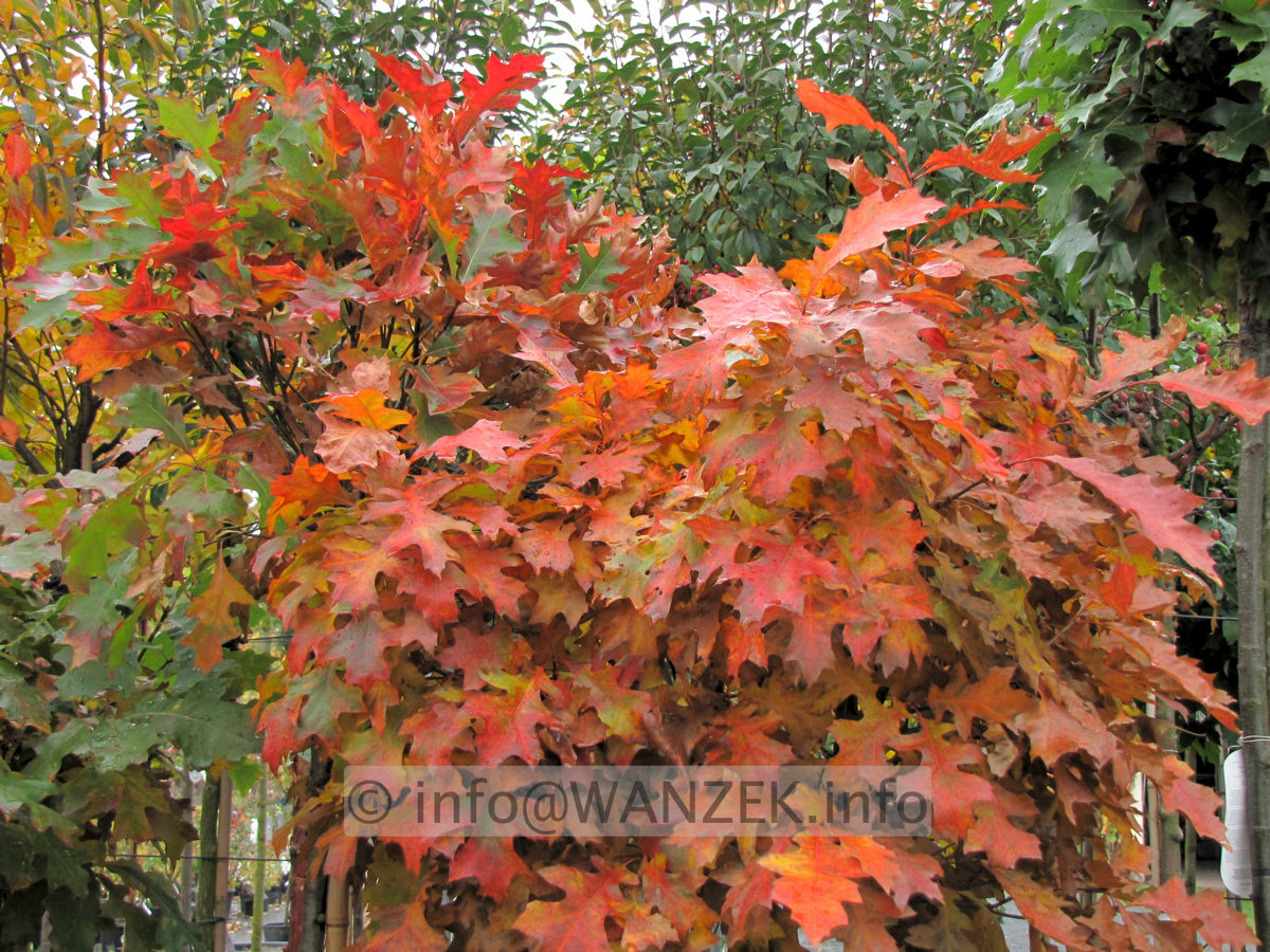 Quercus palustris Green Dwarf 03 Herbst.jpg